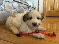 Red, a female Great Pyrenees for sale in Hesston, KS – 1 of 2