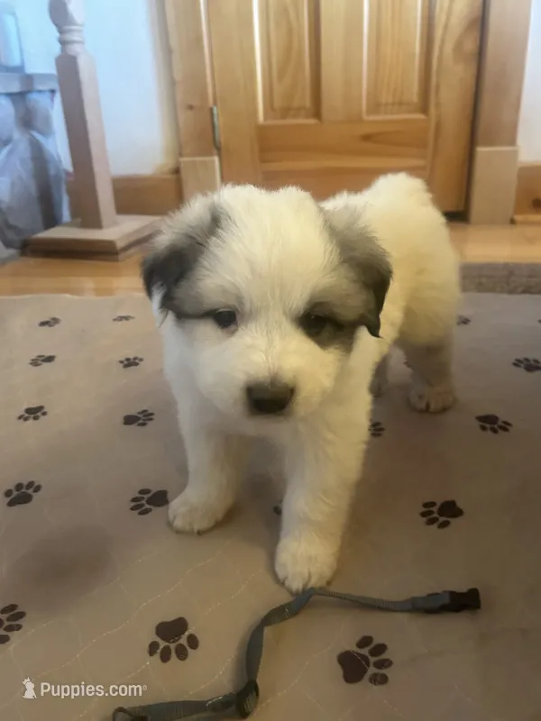 Gray – Great Pyrenees puppy for sale in Hesston, KS