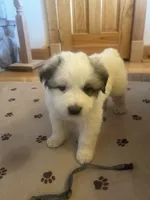 Gray, a male Great Pyrenees for sale in Hesston, KS – 1 of 2