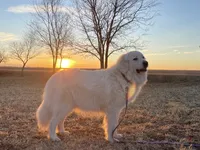 Light blue, a female Great Pyrenees for sale in Hesston, KS – 3 of 3
