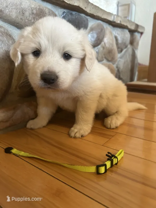 Yellow – Great Pyrenees puppy for sale in Hesston, KS