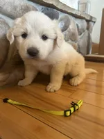 Yellow, a male Great Pyrenees for sale in Hesston, KS – 1 of 2