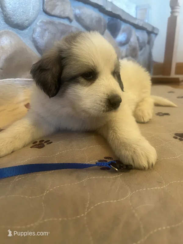 Blue – Great Pyrenees puppy for sale in Hesston, KS