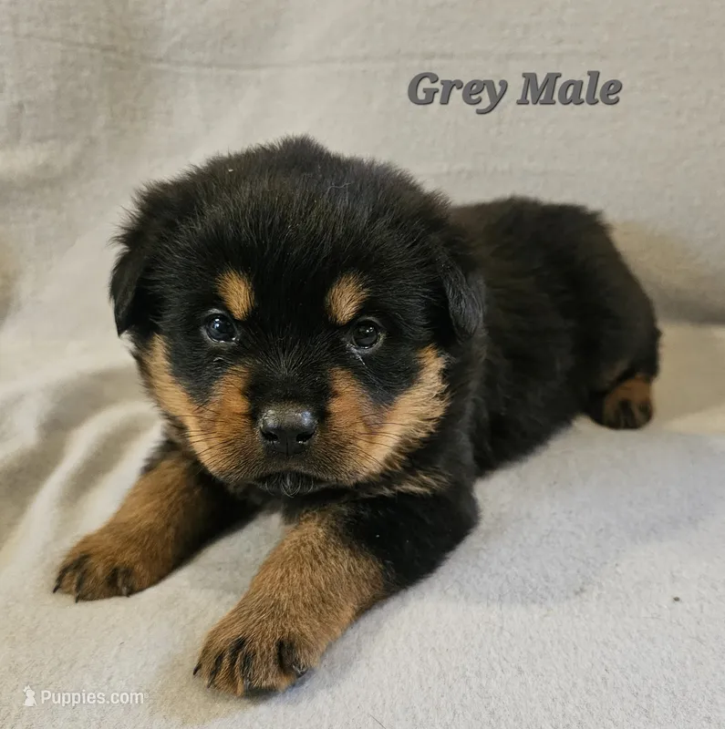 Grey Male – Rottweiler puppy for sale in Centerville, MO