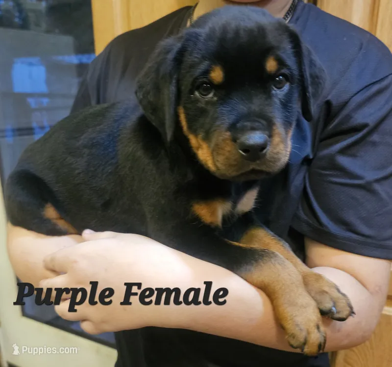 Purple Female  – Rottweiler puppy for sale in Centerville, MO