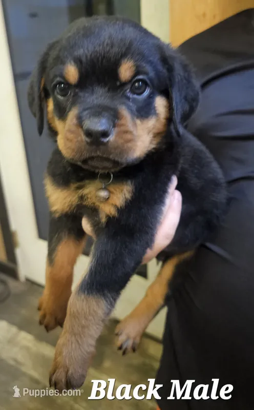 Black Male – Rottweiler puppy for sale in Centerville, MO