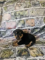 Grey Female, a female Rottweiler for sale in Centerville, MO – 2 of 2