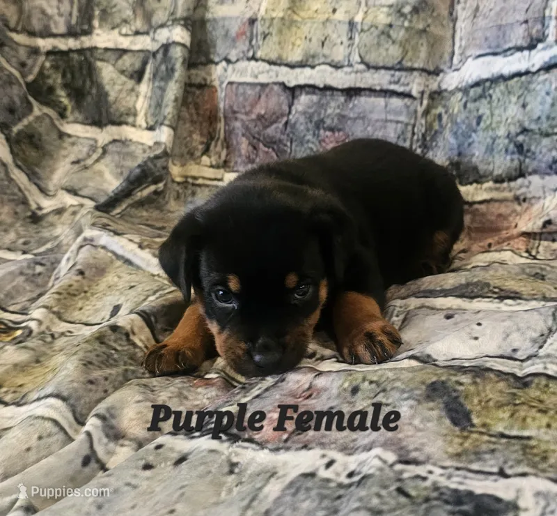 Purple Female  – Rottweiler puppy for sale in Centerville, MO