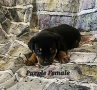 Purple Female , a female Rottweiler for sale in Centerville, MO – 1 of 3