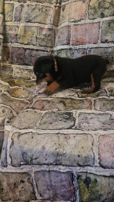 Purple Female , a female Rottweiler for sale in Centerville, MO – 2 of 3