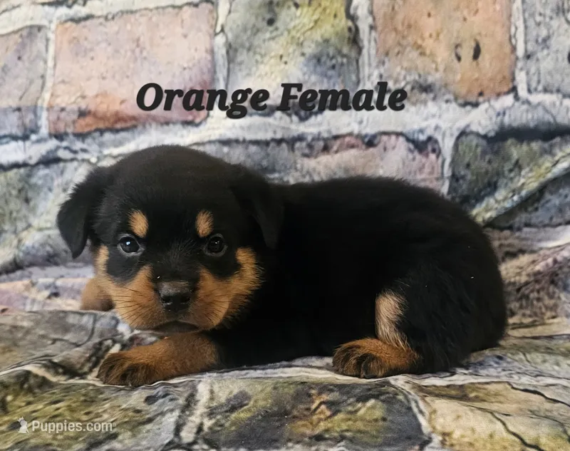 Orange Female  – Rottweiler puppy for sale in Centerville, MO