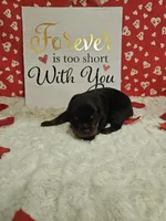 Red Male , a male Rottweiler for sale in Centerville, MO – Photo 2 of 3