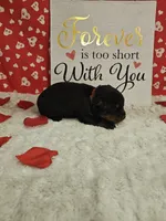 Red Male , a male Rottweiler for sale in Centerville, MO – Photo 3 of 3