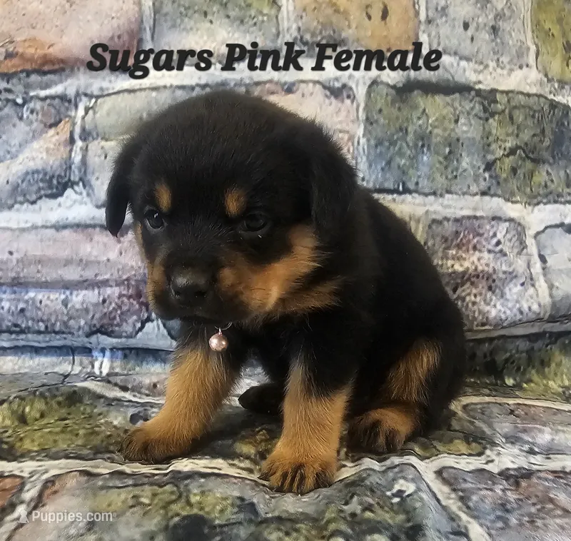 Pink Female  – Rottweiler puppy for sale in Centerville, MO