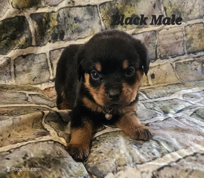 Black Male – Rottweiler puppy for sale in Centerville, MO