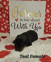 Teal Female , a female Rottweiler for sale in Centerville, MO – Photo 1 of 3