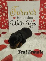 Teal Female , a female Rottweiler for sale in Centerville, MO – Photo 2 of 3