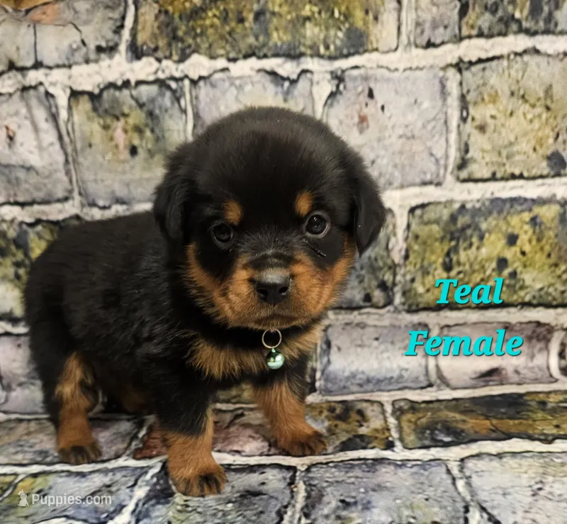 Teal Female  – Rottweiler puppy for sale in Centerville, MO