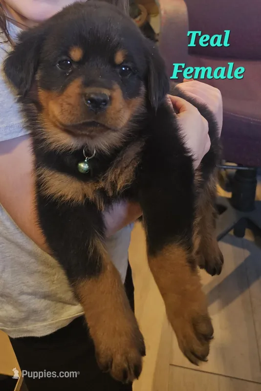Teal Female  – Rottweiler puppy for sale in Centerville, MO