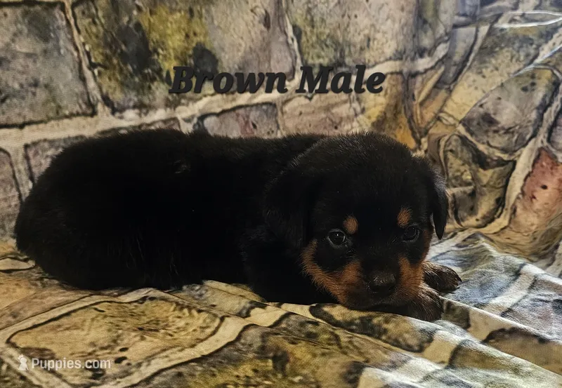 Brown Male  – Rottweiler puppy for sale in Centerville, MO