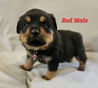 Red Male , a male Rottweiler for sale in Centerville, MO – 1 of 1