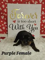 Purple Female , a female Rottweiler for sale in Centerville, MO – Photo 1 of 3