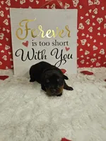 Purple Female , a female Rottweiler for sale in Centerville, MO – Photo 2 of 3