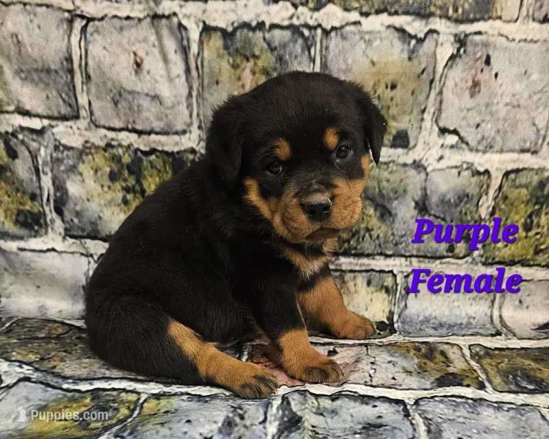 Purple Female  – Rottweiler puppy for sale in Centerville, MO