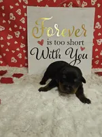 Purple Female , a female Rottweiler for sale in Centerville, MO – Photo 3 of 3