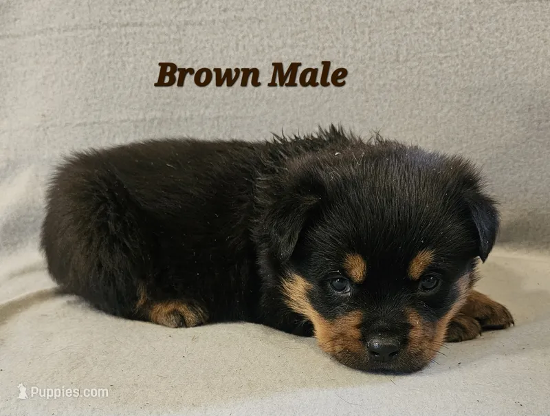 Brown Male , a male Rottweiler for sale in Centerville, MO – 1 of 1