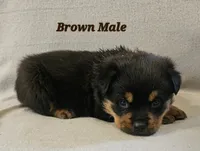 Brown Male , a male Rottweiler for sale in Centerville, MO – 1 of 1