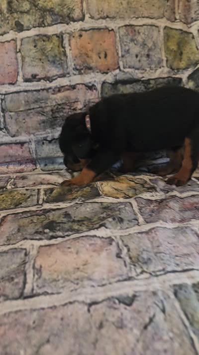 Purple Female , a female Rottweiler for sale in Centerville, MO – 3 of 3