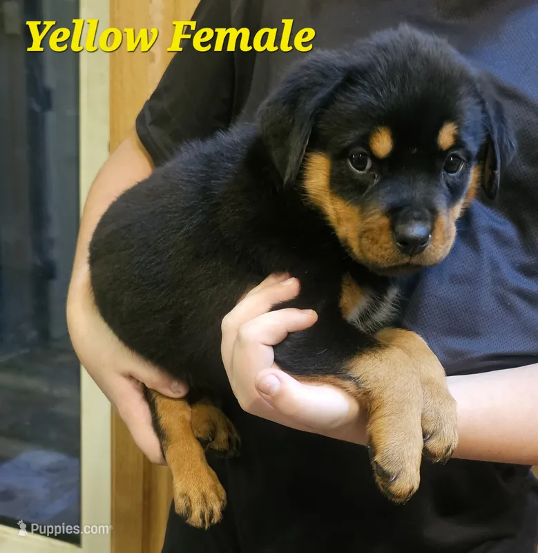 Yellow Female  – Rottweiler puppy for sale in Centerville, MO