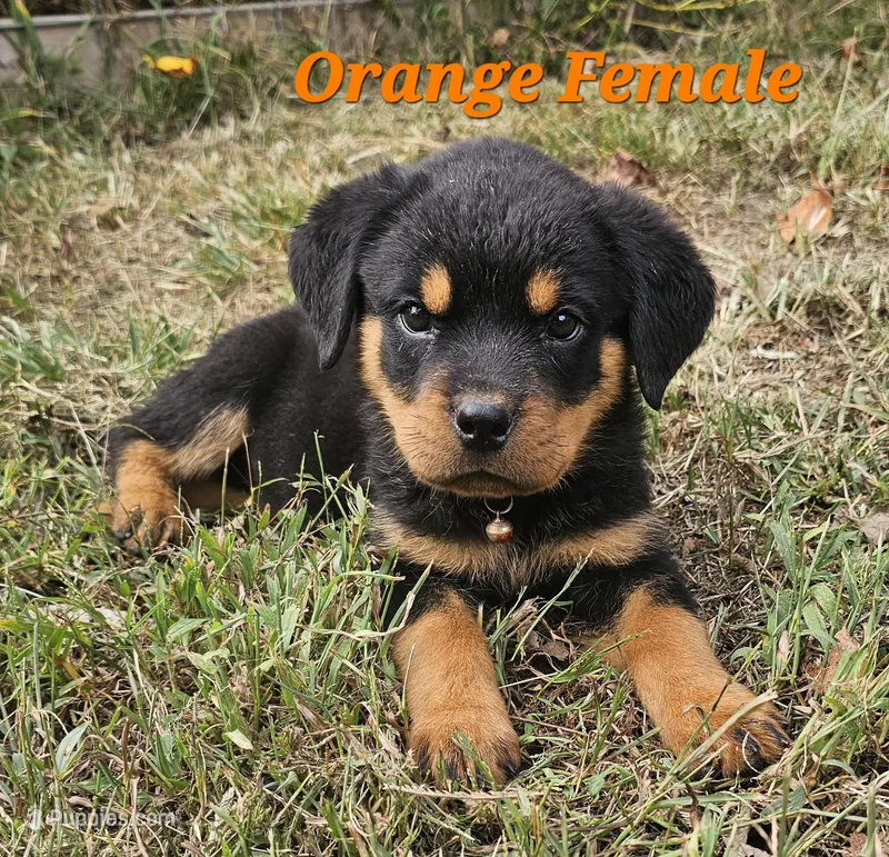 Orange Female  – Rottweiler puppy for sale in Centerville, MO