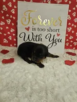 Pink Female , a female Rottweiler for sale in Centerville, MO – Photo 3 of 3