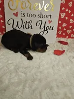 Pink Female , a female Rottweiler for sale in Centerville, MO – Photo 2 of 3