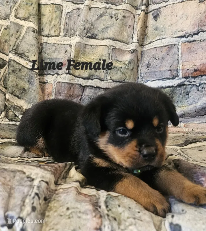 Lime female  – Rottweiler puppy for sale in Centerville, MO