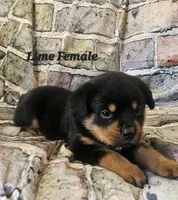 Lime female , a female Rottweiler for sale in Centerville, MO – 1 of 2