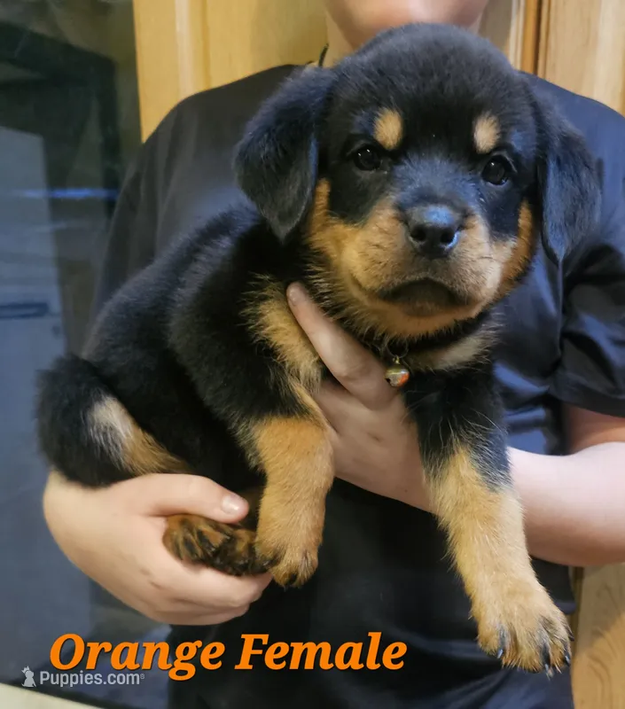 Orange Female  – Rottweiler puppy for sale in Centerville, MO