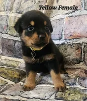 Yellow Female , a female Rottweiler for sale in Centerville, MO – 1 of 1