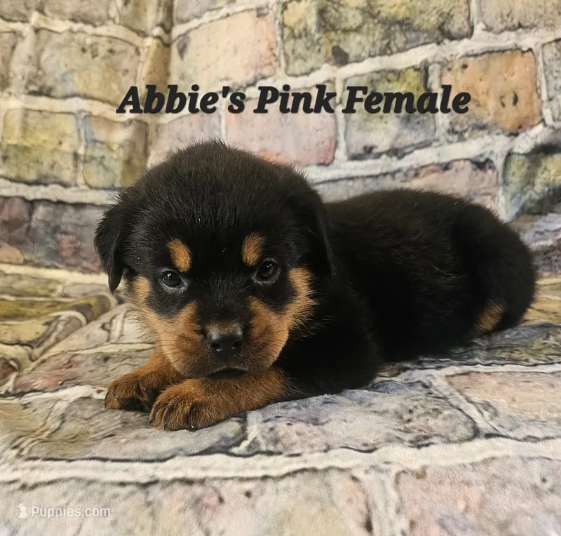 Pink Female  – Rottweiler puppy for sale in Centerville, MO