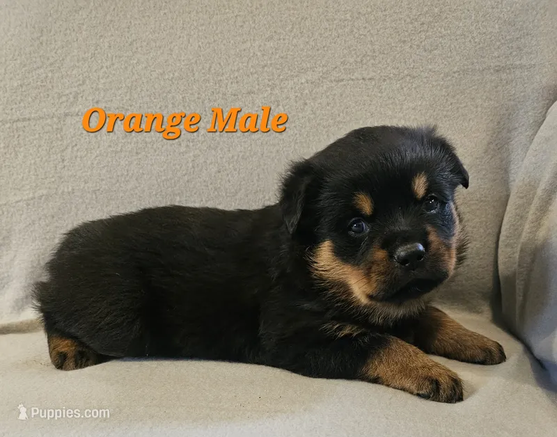 Orange Male – Rottweiler puppy for sale in Centerville, MO