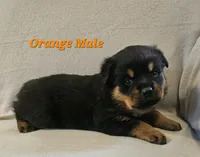 Orange Male, a male Rottweiler for sale in Centerville, MO – 1 of 1