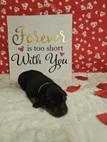 Yellow Female , a female Rottweiler for sale in Centerville, MO – Photo 3 of 3