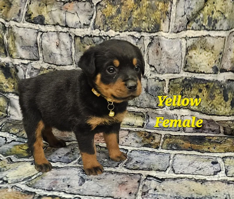 Yellow Female  – Rottweiler puppy for sale in Centerville, MO