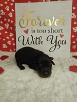 Yellow Female , a female Rottweiler for sale in Centerville, MO – Photo 2 of 3