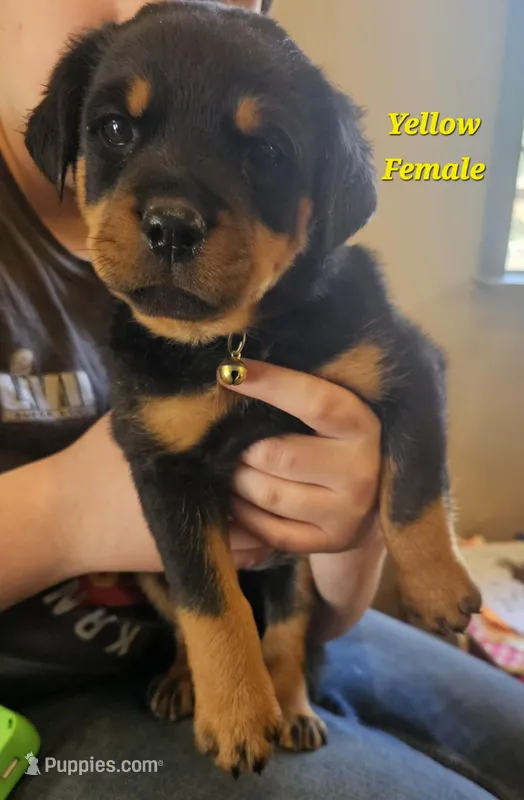Yellow Female  – Rottweiler puppy for sale in Centerville, MO