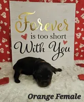 Orange Female , a female Rottweiler for sale in Centerville, MO – Photo 1 of 2