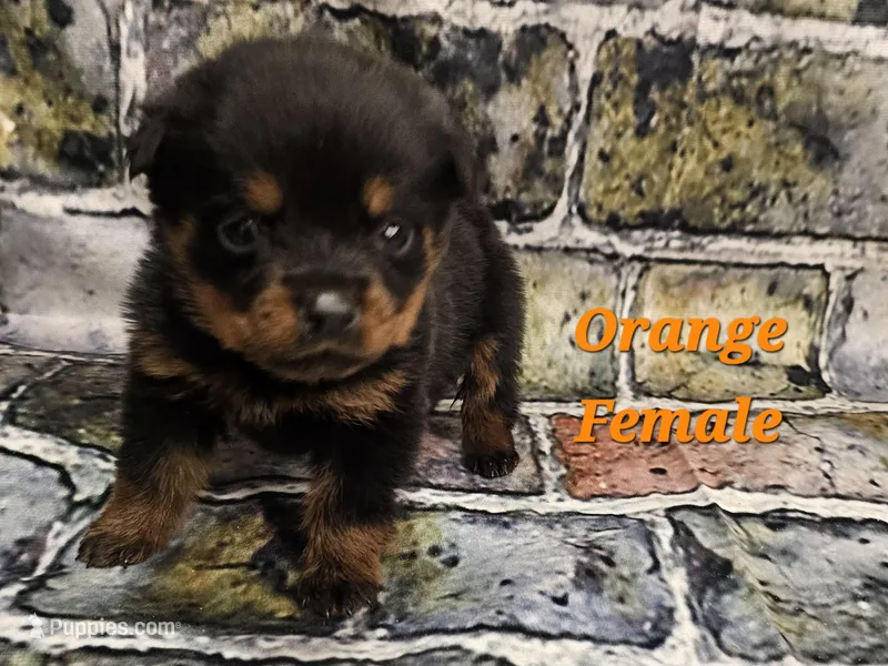 Orange Female  – Rottweiler puppy for sale in Centerville, MO