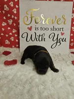 Orange Female , a female Rottweiler for sale in Centerville, MO – Photo 2 of 2